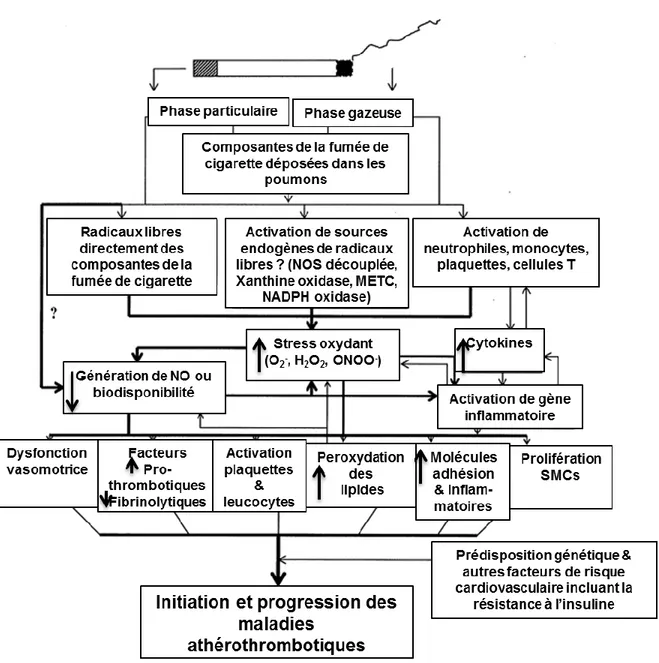 Figure  4.  Les  voies  et  mécanismes  potentiels  favorisant  le  développement  des  maladies 