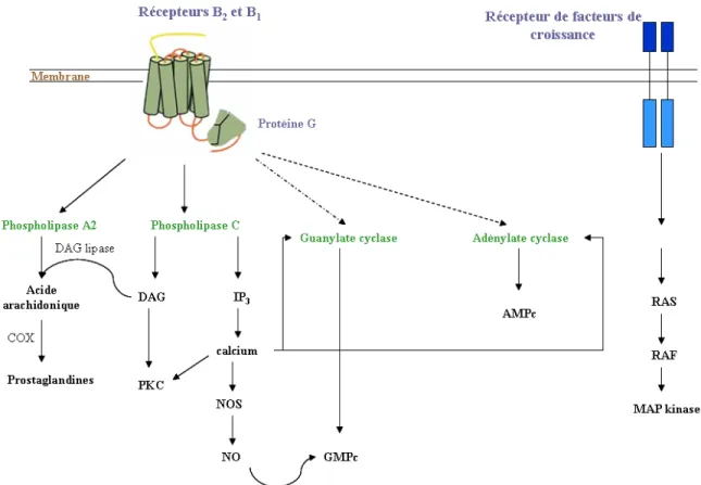 Figure 3. Mécanismes de signalisation intracellulaires des récepteurs B1 et B2 des kinines