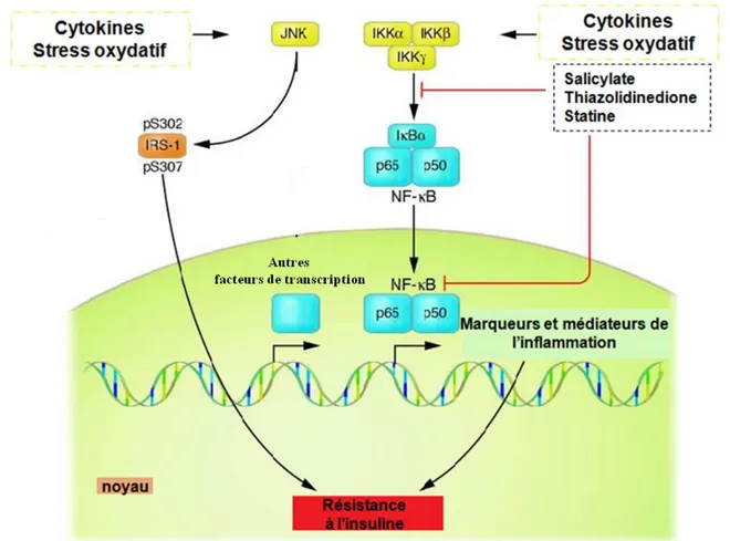 Figure 10. NF-ĸB et JNK, médiateurs de la résistance à l’insuline dans l’obésité en lien avec  l’inflammation