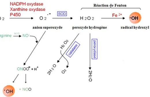 Figure 11. Voies de formation des radicaux libres de l’oxygène ou des espèces réactives  d’oxygène (ERO)