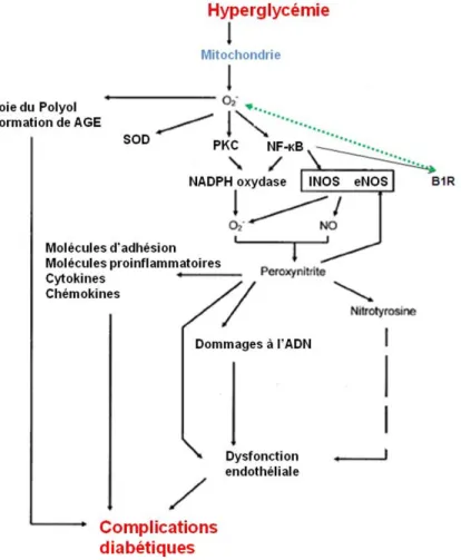 Figure 12. Les complications diabétiques causées par l’hyperglycémie et l’anion superoxyde