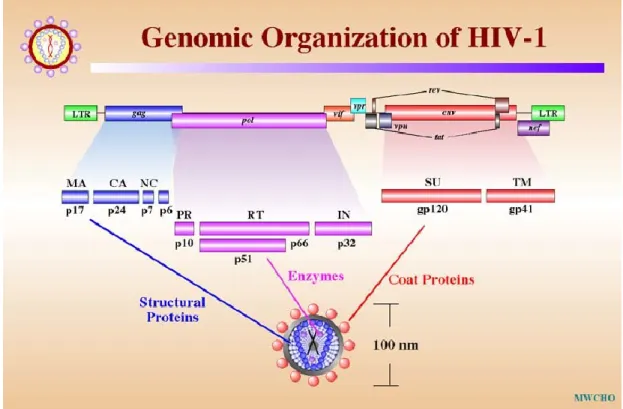 Figure 4. Organisation du génome du VIH-1. Le VIH-1 est composé de 9 gènes, dont 3 majeurs
