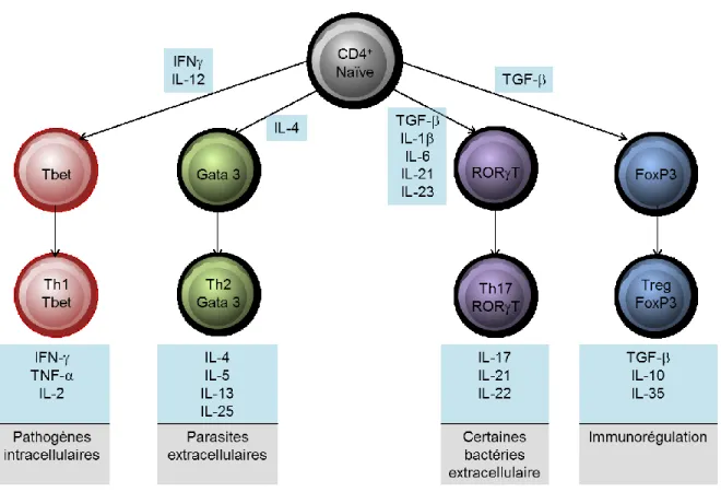 Figure 1: Différentiation des lymphocytes T CD4 +  naïves en cellules effectrices. 
