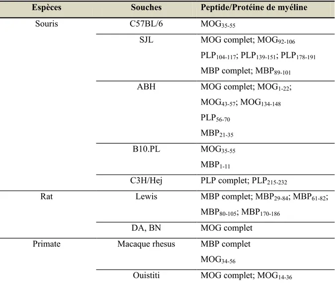 Tableau  II:  Principaux  modèles  d’encéphalomyélite  auto-immune  expérimentale  induits de manière actif