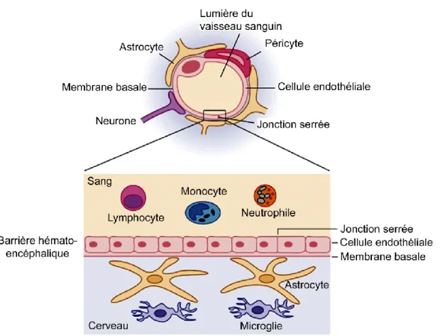Figure 6: Structure de la barrière hémato-encéphalique.  