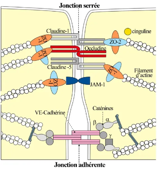 Figure 7: Composition des jonctions serrées et adhérentes des cellules endothéliales de  la barrière hémato-encéphalique