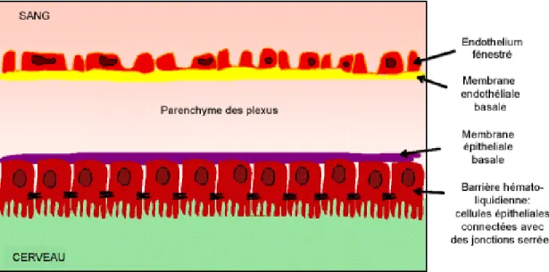 Figure 8: Structure de la barrière hémato-liquidienne.  
