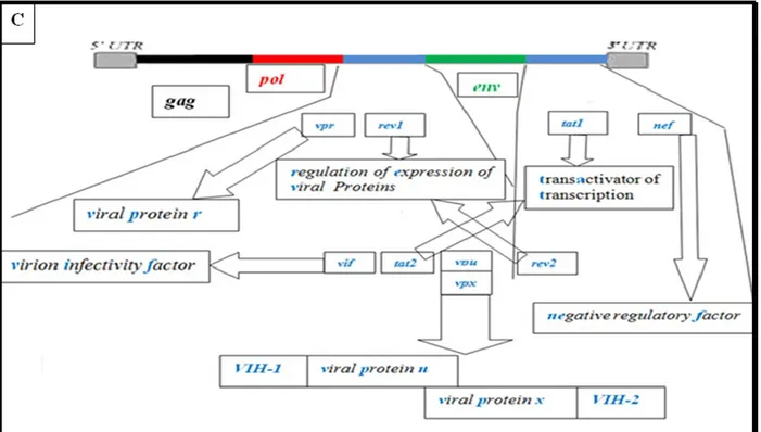 Figure  2.  A)  Structure  du  VIH.  SU  (glycoprotéine  de  surface  gp120),  TM  (glycoprotéine  transmembranaire  gp41),  MA  (matrice),  CA  (capside),  RT  (transcriptase  inverse  ou  TI),  PR  (protéase),  IN  (intégrase)