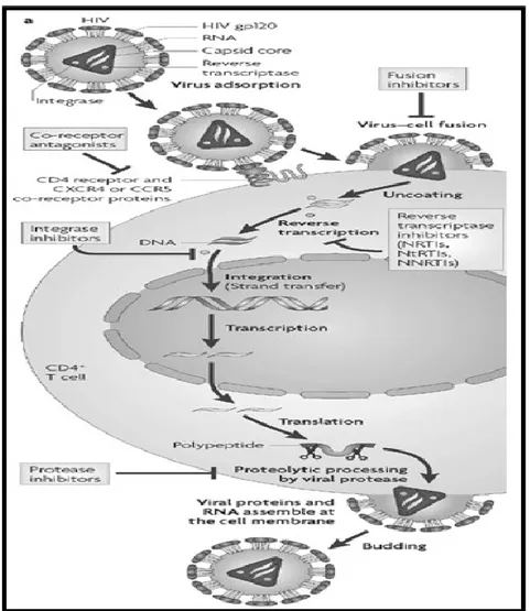 Figure 3. Représentation du cycle de réplication du VIH. Les cibles du traitement sont aussi  représentées