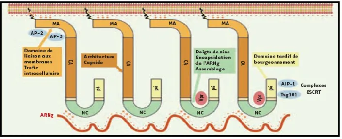 Figure  9.  Schéma  représentatif  de  l‟Assemblage  du  VIH .  Tiré  de  Antoine  et  al