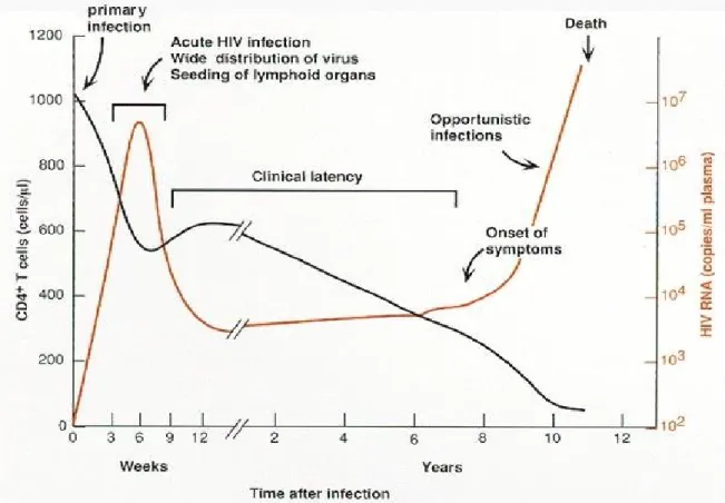 Figure 1 : Progression de l’infection primaire au VIH-1 vers le stade SIDA. Nombre de  cellules CD4 + /µl (noir) et du nombre de copies d’ARN viral/ml de plasma (rouge) durant la  phase d’infection primaire, de latence et au stade SIDA lors de l’infection 