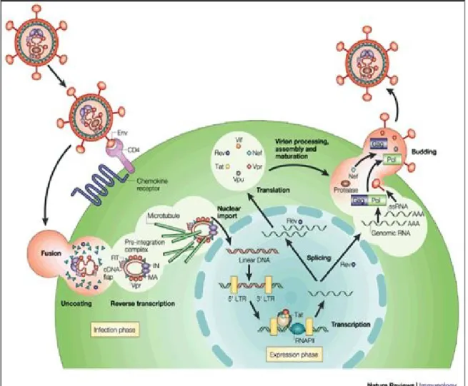 Figure 2 : Cycle de réplication du VIH-1. 1) Attachement du virus au corécepteur CD4  de la cellule hôte par la portion SU de la glycoprotéine de l’enveloppe