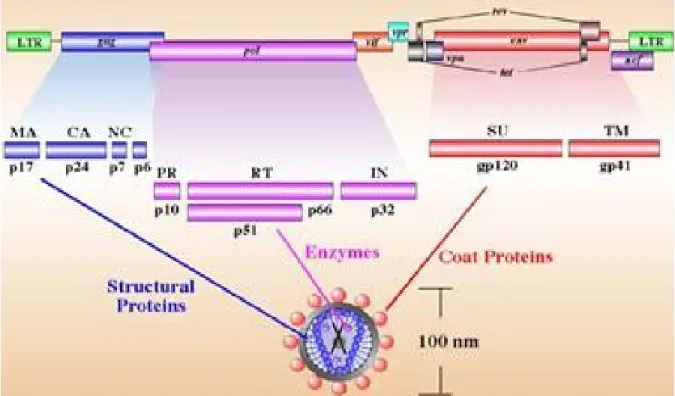 Figure 3 : Structure du VIH-1. Le génome du  VIH-1 consiste en trois gènes communs  compris chez tous les membres de la famille des rétrovirus soit gag, pol et env
