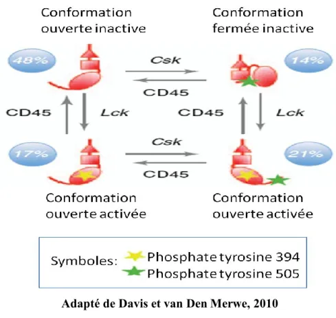 Figure 6: Régulation de Lck. L’interconversion des différentes formes actives et inactives  de Lck s’effectue par l’entremise de la kinase Csk, Lck lui-même et la phosphatase CD45