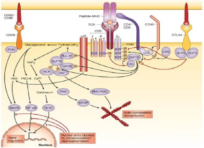 Figure 8 : Signalisation par  la voie du TcR.    La présentation du CMH/peptide au TcR  déclenche  la  phosphorylation  du  complexe  CD3  par  les  Src  kinases  Lck  et  Fyn