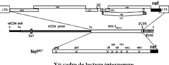 Figure 9 : Structure du transgène CD4C/HIV MutG . La séquence «enhancer» CD4 murin  (mCD4 enh), le promoteur CD4C humain (hCD4C prom), chacun des gènes du VIH-1 NL4-3 et la séquence de polyadénylation du «simian virus 40» (SV40) ont été liés ensemble