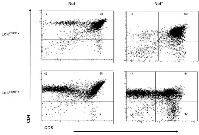 Figure  10 :  Sauvetage  de  la  génération  des  cellules  CD4 +   dans  les  thymocytes  Lck  Y505F/Nef+