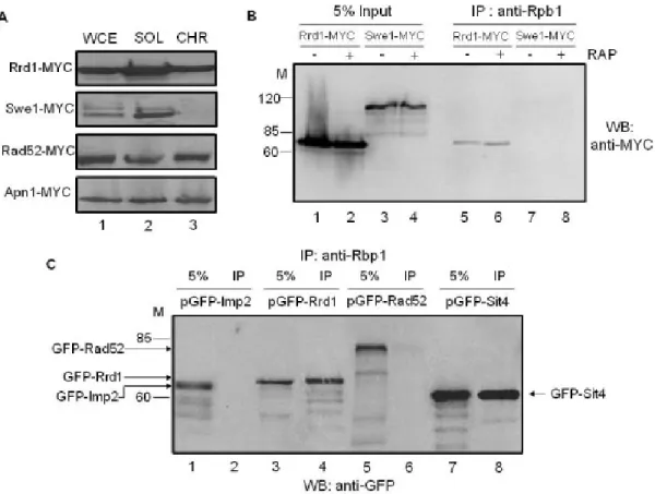 Figure 2.1: Rrd1 is associated with the chromatin and interacts with Rpb1.   A)  Rrd1 is bound to chromatin