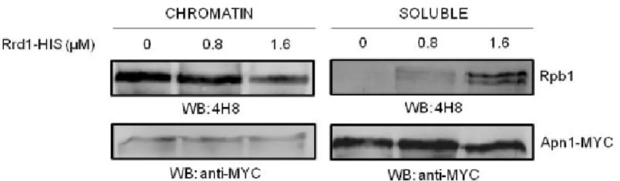 Figure 2.7 :   Purified recombinant Rrd1 dissociates Rpb1 from the chromatin 