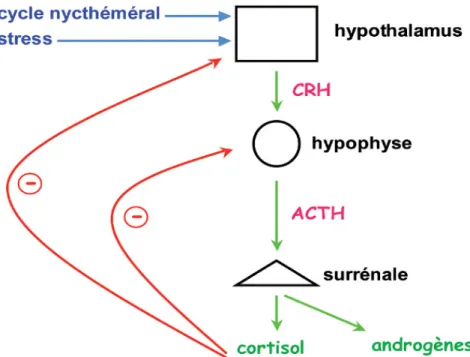 Figure 3 : Axe Hypothalamo-Hypophyso-Surrénalien (tiré de Fulla Y. et al. (3)) 