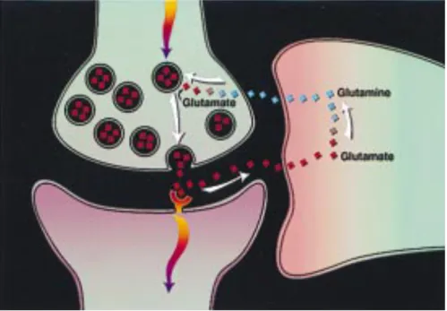 Figure  4.  Représentation  simplifiée  du  cycle  glutamate-glutamine.  Reproduit  avec 