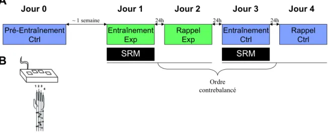 Figure  5.  (A)  Schème  expérimental,  Ctrl:  condition  contrôle;  Exp:  condition 