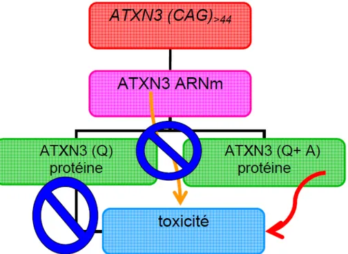 Figure	
  7:	
  Modèle	
  de	
  toxicité	
  des	
  expansions	
  de	
  polyQ.	
  Lorsque	
  plus	
  de	
  44	
   répétitions	
   CAG	
   se	
   trouvent	
   dans	
   la	
   région	
   codante	
   d’ATXN3,	
   la	
   protéine	
   devient	
   toxique.	
   Suite	
   à	
   ce	
   mémoire,	
   nous	
   pouvons	
   conclure	
   que	
   cette	
   toxicité	
  n’est	
  pas	
  due	
  à	
  la	
  présence	
  de	
  peptides	
  glutaminiques	
  (ATXN3	
  Q)	
   dans	
  la	
  protéine,	
  n’y	
  à	
  la	
  présence	
  de	
  l’ARNm	
  seule.	
  En	
  fait,	
  la	
  toxicité	
  est	
   causée	
  par	
  la	
  présence	
  de	
  polyalanines	
  (A)	
  	
  produites	
  suite	
  à	
  un	
  ccl	
  