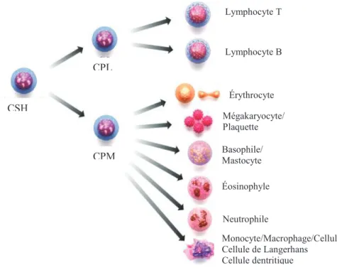 Figure 2 : Schéma de l’hématopoïèse (tiré de Sigma Aldrich,  “Hematopoietic  Stem Cell Pathway”)