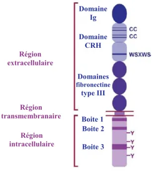 Figure 6 : Structure du récepteur du G-CSF [145]. Région extracellulaire Région transmembranaire Région intracellulaire Domaine Ig Domaine CRH Domaines fibronectinetype III Boite 1 Boite 2 Boite 3 