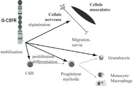 Figure 7 : Impact de la signalisation du récepteur du G-CSF sur l’activité  cellulaire [145]