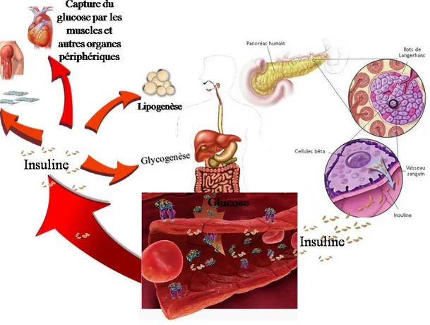 Figure 2- 3 Principales étapes de la sécrétion et de l’action de l’insuline. 