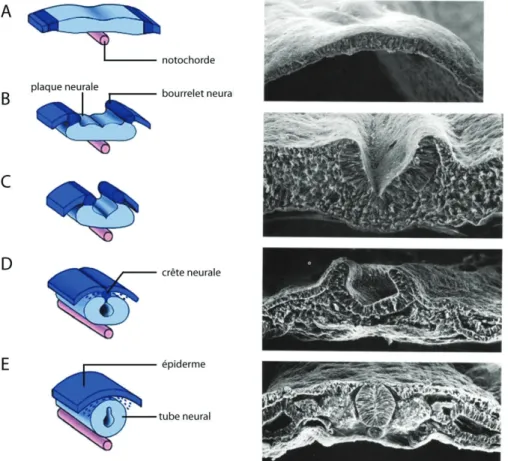 Figure 1. 1. La neurulation. 