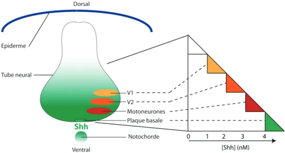 Figure 1. 2. Fonction morphogénique de Shh dans la moelle épinière. 