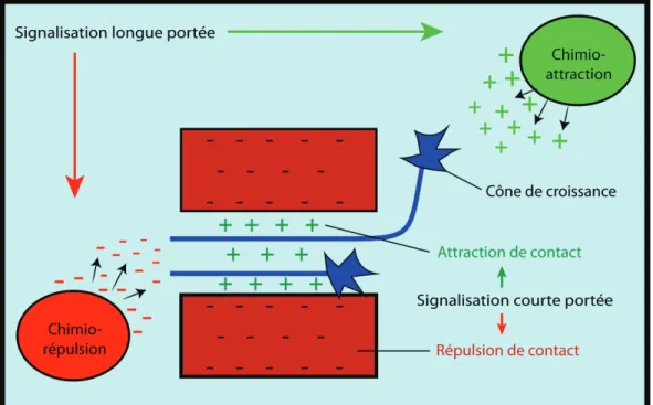 Figure 1. 3. Mécanismes de guidage axonal. 