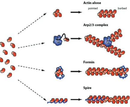 Figure 1. 4. Étapes moléculaire de la polymérisation d’actine. 