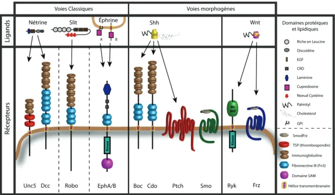 Figure 1. 6. Liste des principaux couples de ligands-récepteurs des voies classiques et  morphogènes impliqués dans le guidage axonal