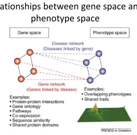 Figure 4 :  Interactions entre un réseau de maladies et un réseau de gènes ou de protéines : le réseau  phénome- génome