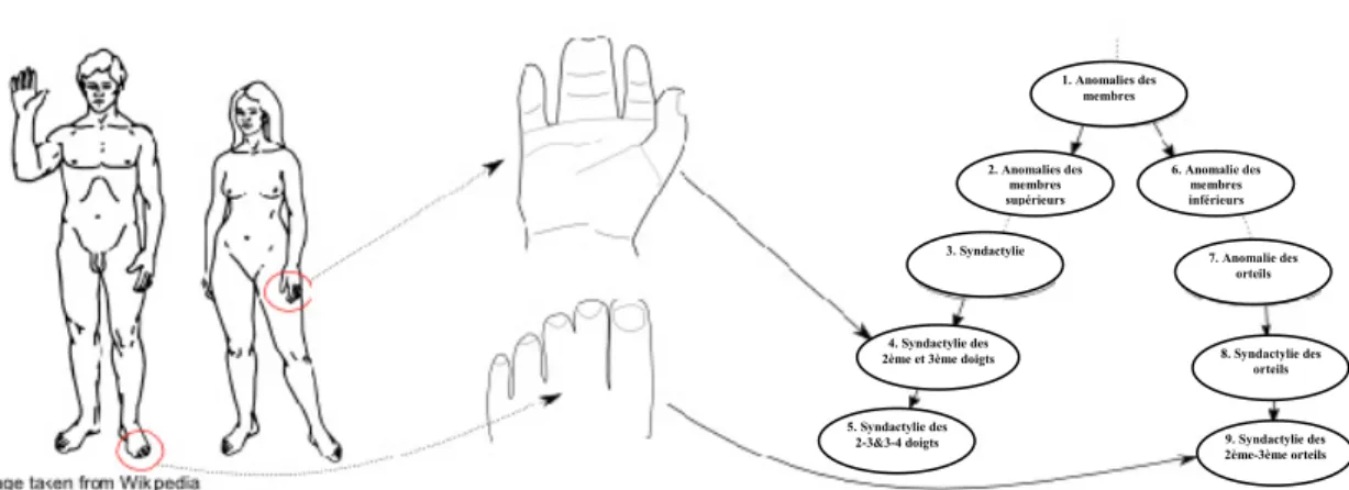 Figure 5 :  Une ontologie des phénotypes humains. 