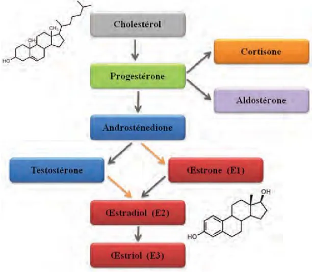 Figure 2 : Biosynthèse simplifiée des hormones stéroïdiennes à partir du  cholestérol