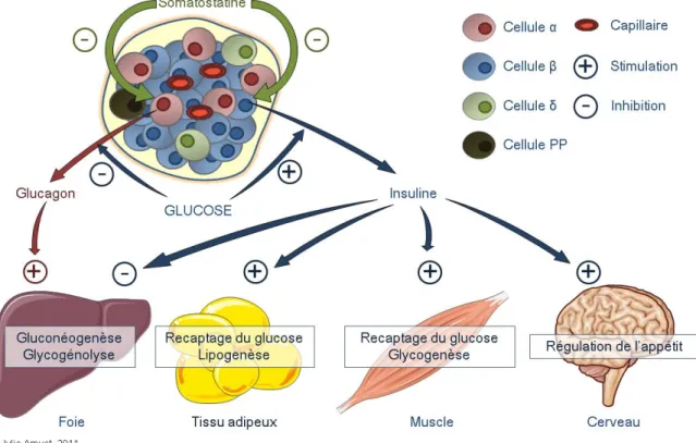 Figure 7: La régulation hormonale de la glycémie.  