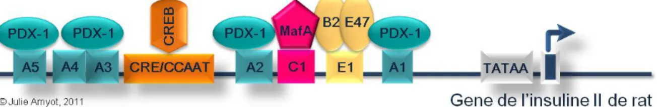 Figure 10: Représentation schématique de la région proximale du promoteur de  l’insuline II de rat