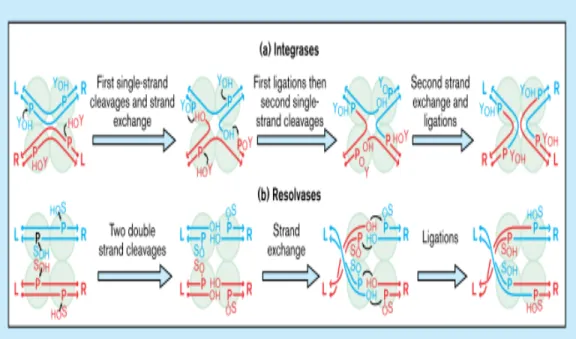 Figure 1. Mécanisme de recombinaison site-spécifique  