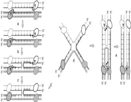 Figure 3. Échange de brins séquentiel par les recombinases à tyrosine.  Le modèle d’échange/isomérisation des brins est présenté