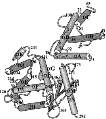 Figure 4. Structure cristallisée de XerD de E. coli. Les chiffres se réfèrent au  début et fin des éléments de la structure secondaire