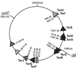 Figure 6. Positions de sites Ter chez E. coli. Positions du génome  correspond à la séquence de E