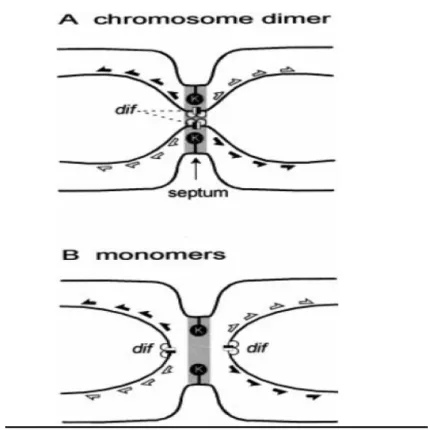 Figure 8. Modèle de « co-location ». Les dessins représentent la partie centrale  d’une cellule en division durant la constriction du septum