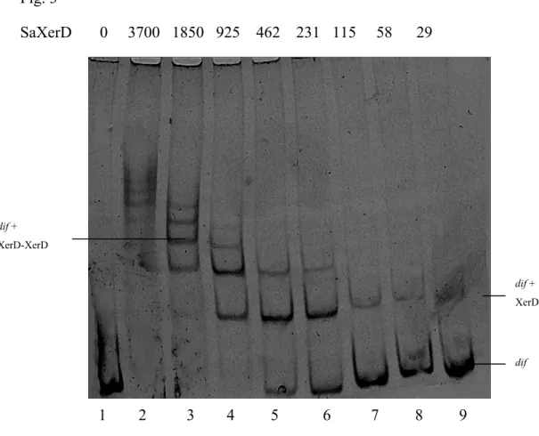 Fig. 3  SaXerD       0     3700   1850   925    462    231   115     58      29                            1        2          3        4         5           6          7         8         9  dif dif + XerD-XerD  dif +   XerD  