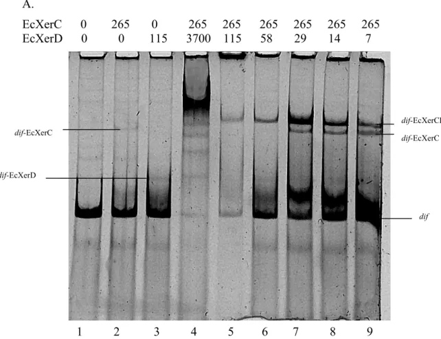 Fig. 4  A.  EcXerC      0        265       0          265     265      265     265     265     265  EcXerD      0          0        115      3700    115      58       29       14        7                       dif  dif-EcXerC  dif-EcXerCD                 1          2           3          4          5         6        7          8          9 dif-EcXerC dif-EcXerD 