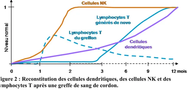 Figure 2 : Reconstitution des cellules dendritiques, des cellules NK et des  lymphocytes T après une greffe de sang de cordon