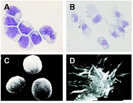 Figure 5 : Morphologie des pDC